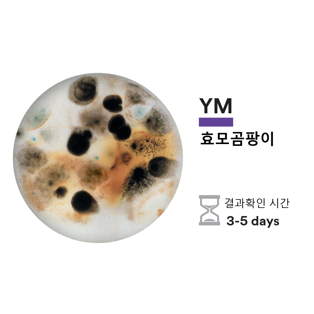 페트리필름 | 간편 세균 측정 건조배지 | 네오젠,3M - 유브이넥스